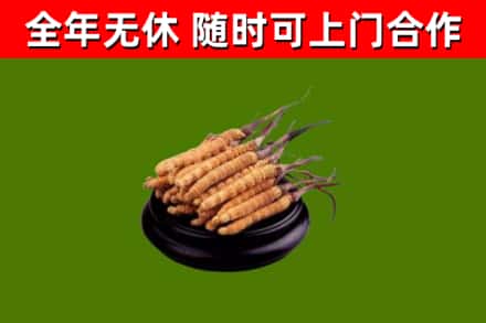 监利回收冬虫夏草