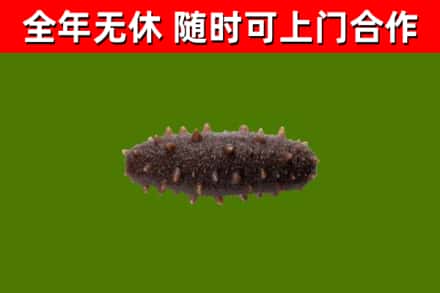监利回收海参干